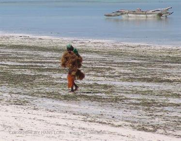 Beach walk, Zanzibar, DSC05935b